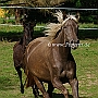 Rocky_ Mountain_ Horse_ 3(108)